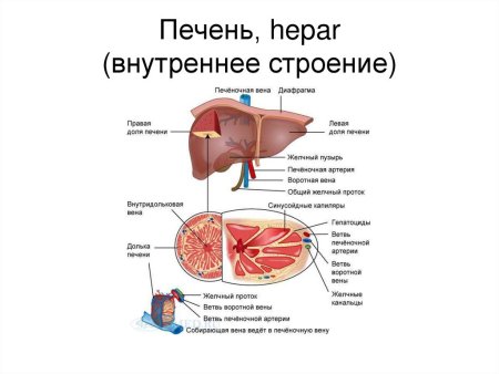 Анатомия животных Ветеринария КРС