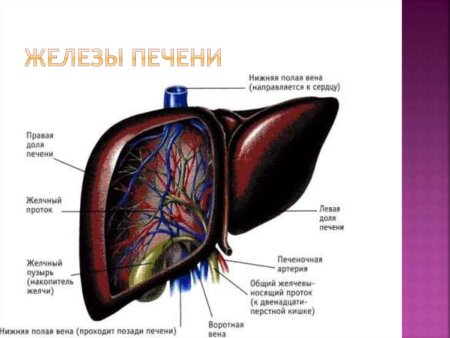 Желудочное вдавление печени латынь