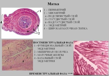 Миометрий матки гистология