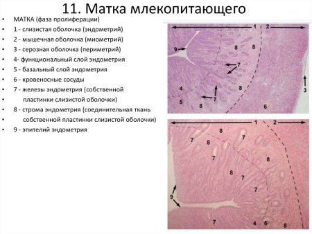 Поперечный срез матки гистология препарат