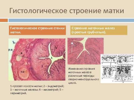 Матка поперечный срез гистология