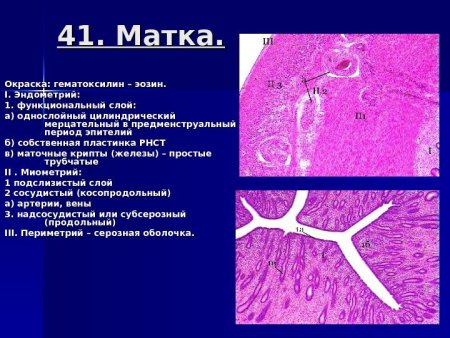 Функции матки гистология