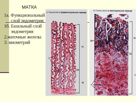 Строение функционального слоя эндометрия