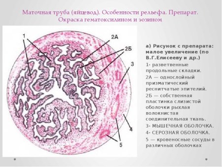 Яйцевод гистология препарат