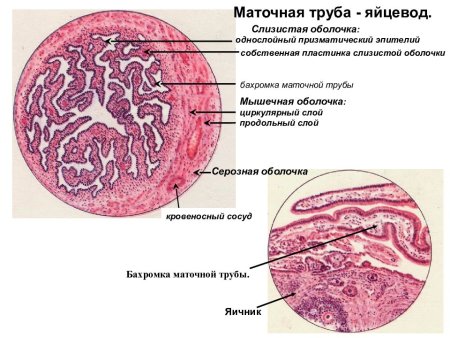 Маточная труба яйцевод гистология