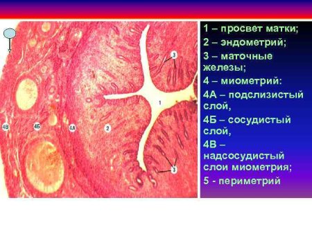Миометрий матки гистология