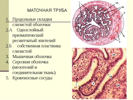 Яйцевод гистология препарат
