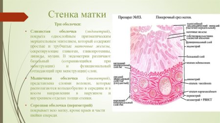 Слои стенки матки анатомия