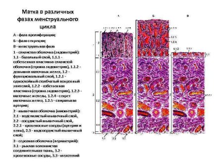 Фазы менструационного цикла гистология