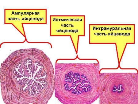 Маточная труба яйцевод гистология
