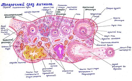 Строение яичника гистология препарат