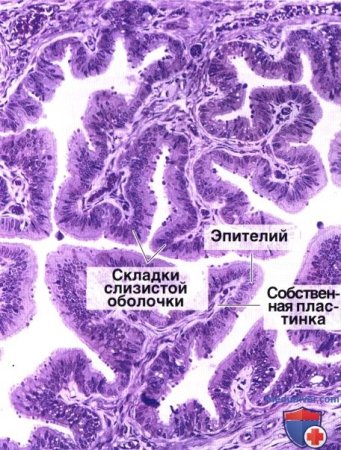Маточная труба яйцевод гистология