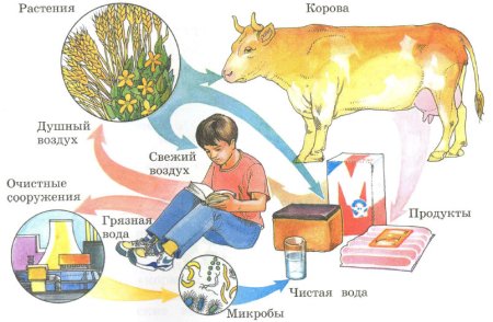 Связь между природой и человеком