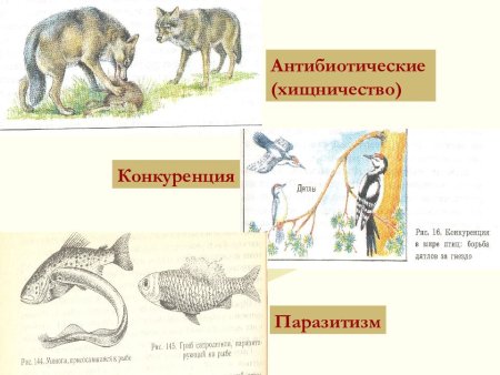 Хищничество паразитизм конкуренция
