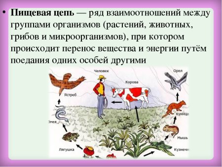 Взаимосвязь организмов в сообществах пищевые цепи