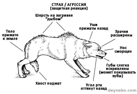 Признаки агрессии у собак