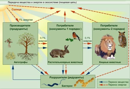 Консументы в широколиственном лесу