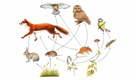 Пищевые Цепочки 2 класс окружающий мир