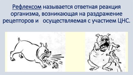 Ответная реакция организма на раздражение