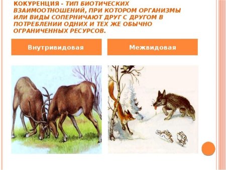 Взаимоотношения животных в природе