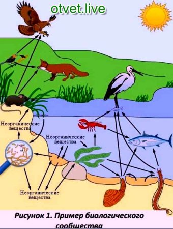 Типы взаимоотношений организмов схема