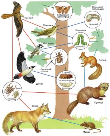 Животные помощники человека
