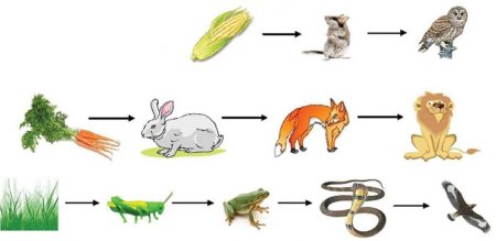 Эмоции животных доклад