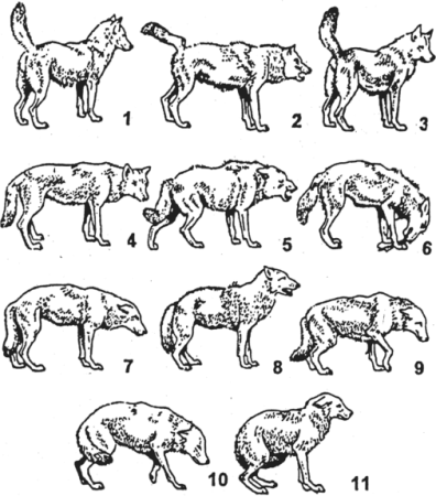 Пищевая цепочка животного мира