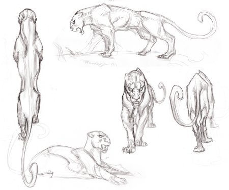 Цепь питание лесных зверей