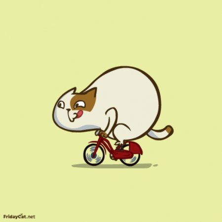 Котик на самокате