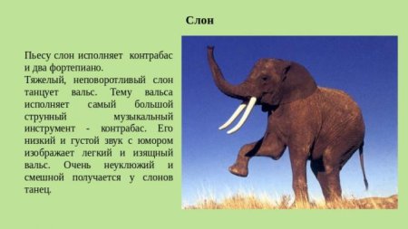 Сен-Санс карнавал животных картинки