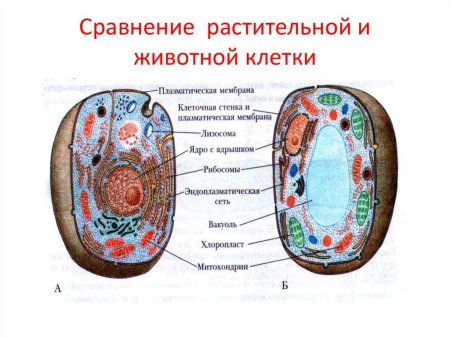 Строение животных для детей