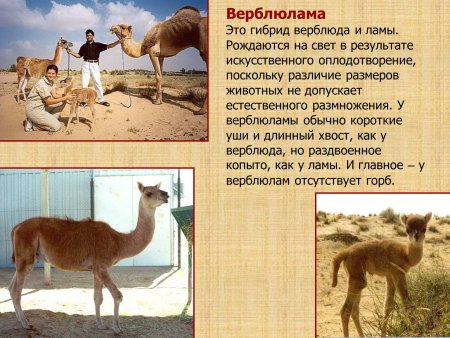 Животные жарких стран задания для детей