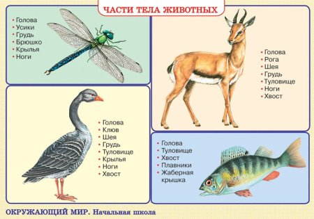 Животные в порядке увеличения размеров