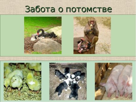 Класс Млекопитающие, или Звери. Общая характеристика.