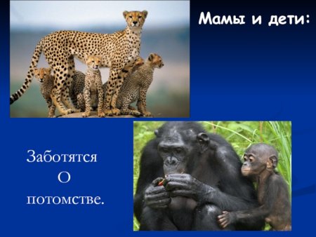 Какие животные заботятся о потомстве