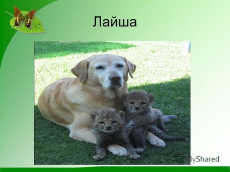 Картинки как заботятся о своем потомстве домашние животные