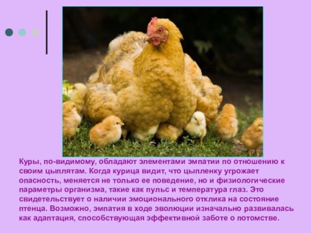 Забота о потомстве домашних животных