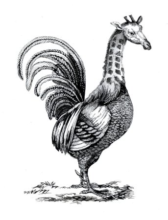 Животные из разных частей