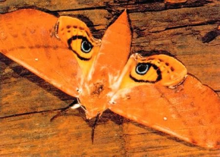 Мотылек с глазами на крыльях