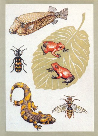 Необычные животные с отпугивающей окраской