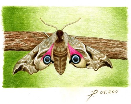 Бражник иллюстрации