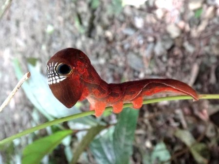 Phyllodes Imperialis бабочка
