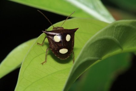 Отпугивающая окраска насекомых