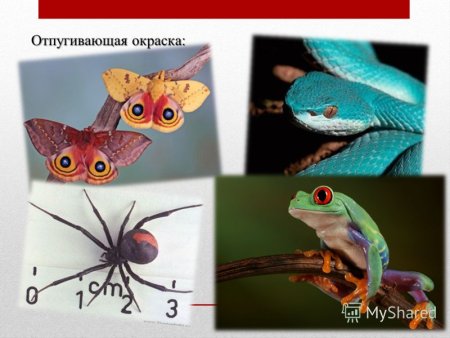 Отпугивающая окраска