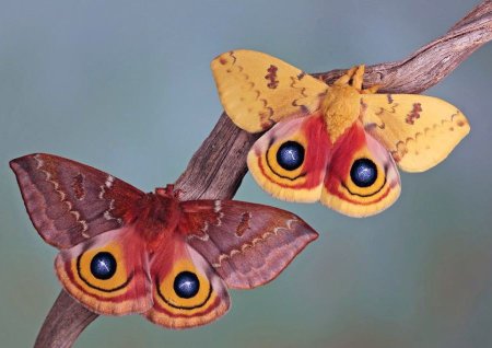 Бабочка Павлиноглазка Мимикрия