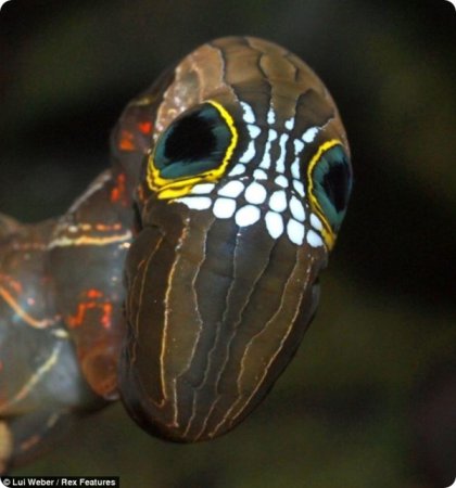 Сатурния automeris io