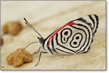Гусеница бабочки phyllodes Imperialis
