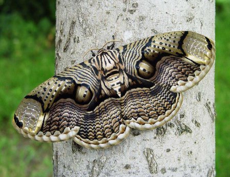 Отпугивающее поведение животных