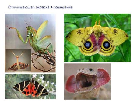 Паук Павлин брачный танец